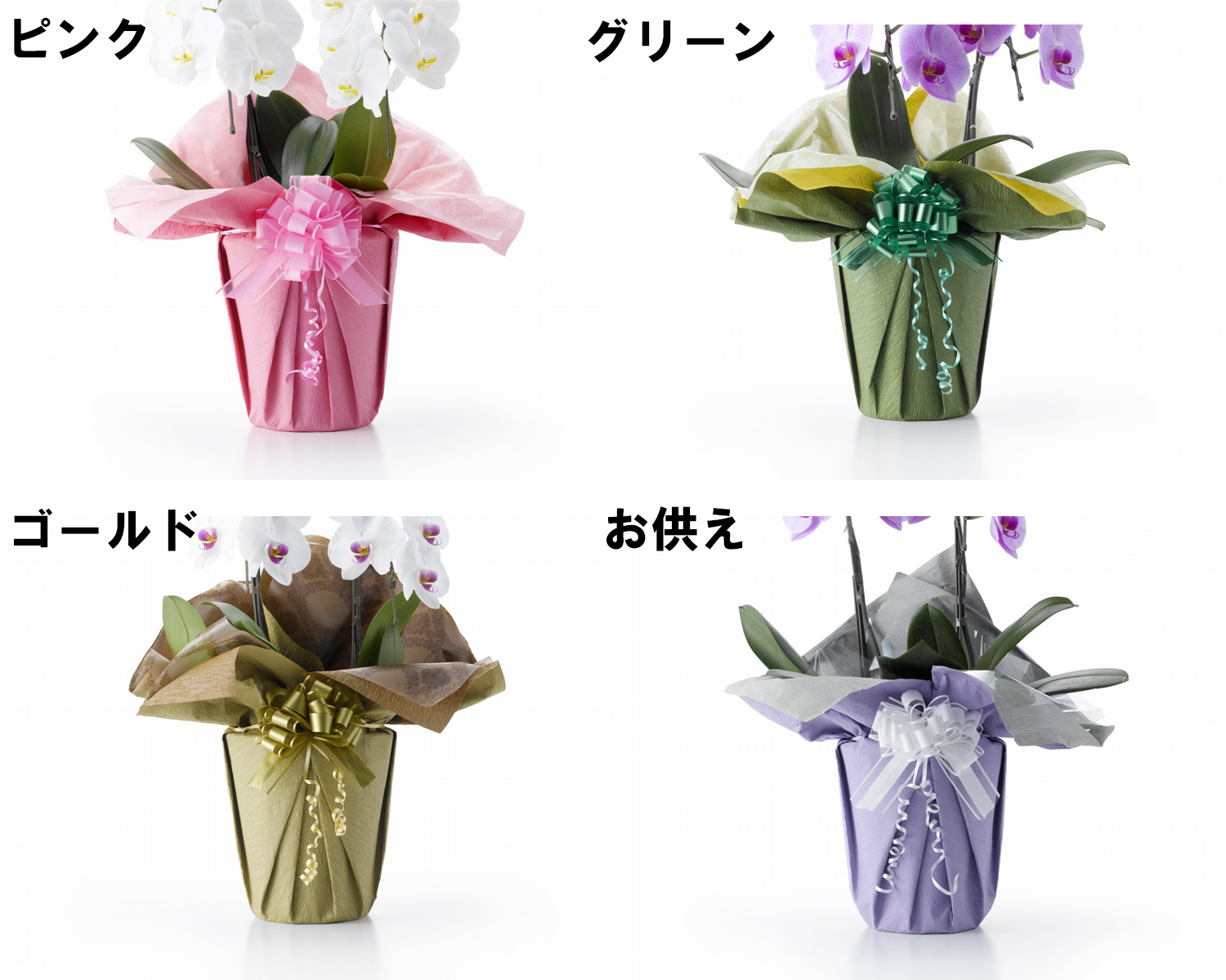 蘭様 3点おまとめ 胡蝶蘭大輪 白 3本立ち お祝い | 花のギフト | 日本総合園芸